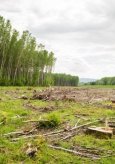 Biomasse et forêt&nbsp;: les abus de l’industrie