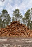 Et si la forêt française n’absorbait plus de CO2&nbsp;?